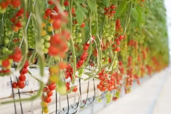 Tomato production technology &mdash; zhong ming farm tomato industrial park &mdash; zheng xianging greenhouse tomato cultivation technology