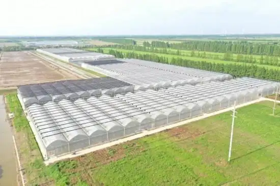 Tomato-growing technology - smart greenhouse tomato cultivation technology - song ming farm tomato industry