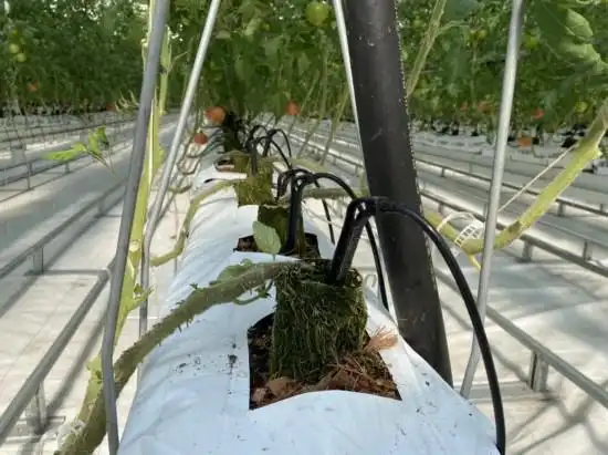Tomato production technology &mdash; zhong ming farm tomato industrial park &mdash; zheng xianging greenhouse tomato cultivation technology