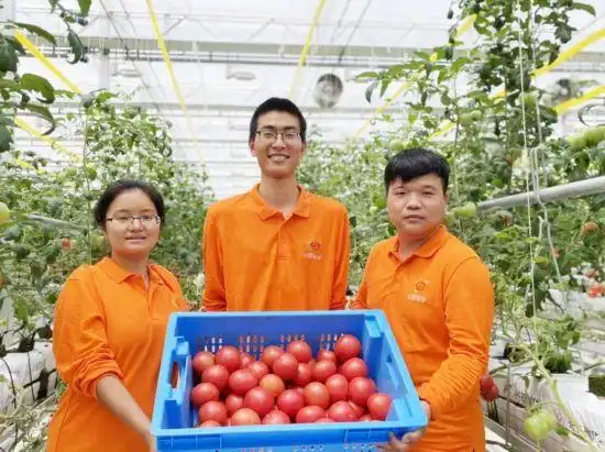The technology for the cultivation of tomatoes in zhongqing greenhouses