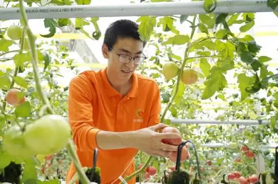 Chong ming farm tomato industrial park