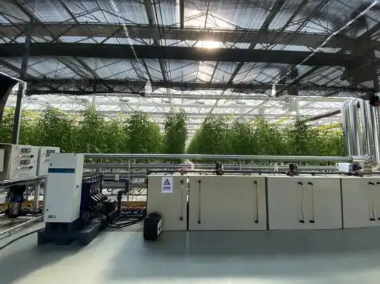 Tomato production technology &mdash; zhong ming farm tomato industrial park &mdash; zheng xianging greenhouse tomato cultivation technology
