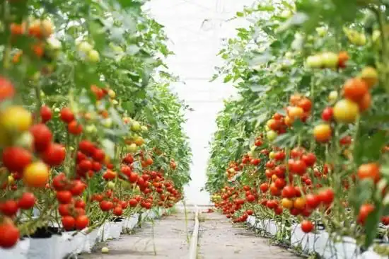 Tomato production technology &mdash; zhong ming farm tomato industrial park &mdash; zheng xianging greenhouse tomato cultivation technology