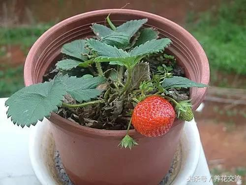 Strawberry pellets conservation techniques frequent fruit results picture of dragon fruit plant cultivation methods