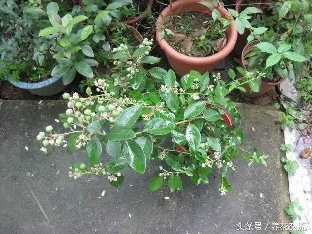 Picture of the bronze plantation method strawberry battery conservation techniques battery fruit outcome less