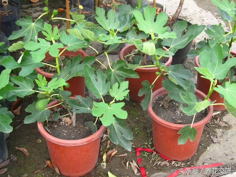 Small results of pellets fruit picture of the method of planting the pyroscope strawberry pelvis conservation techniques