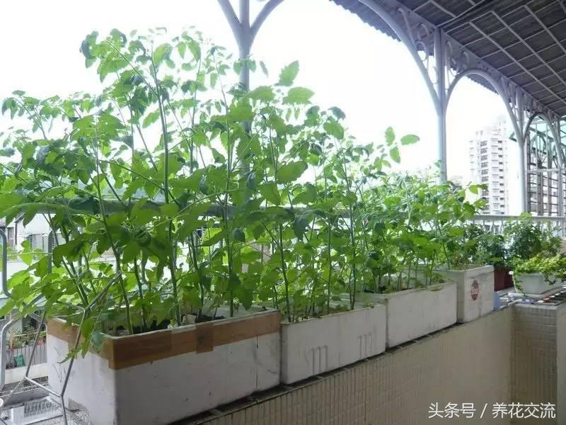 Small results of pellets fruit picture of the method of planting the pyroscope strawberry pelvis conservation techniques