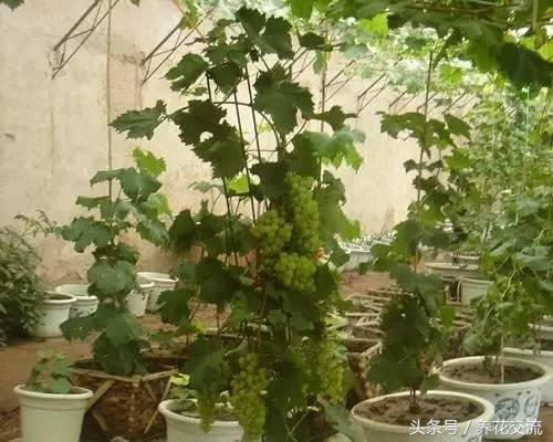 Strawberry pellets conservation techniques frequent fruit results picture of dragon fruit plant cultivation methods