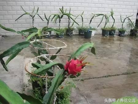 Strawberry pelvis conservation techniques — picture of pyroscope cultivation methods — results of pelvis fruit less