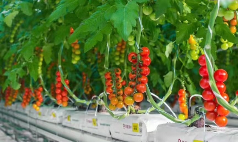 Intellectual glass greenhouse tomato production   glass greenhouse soilless tomato cultivation   tomato cultivation