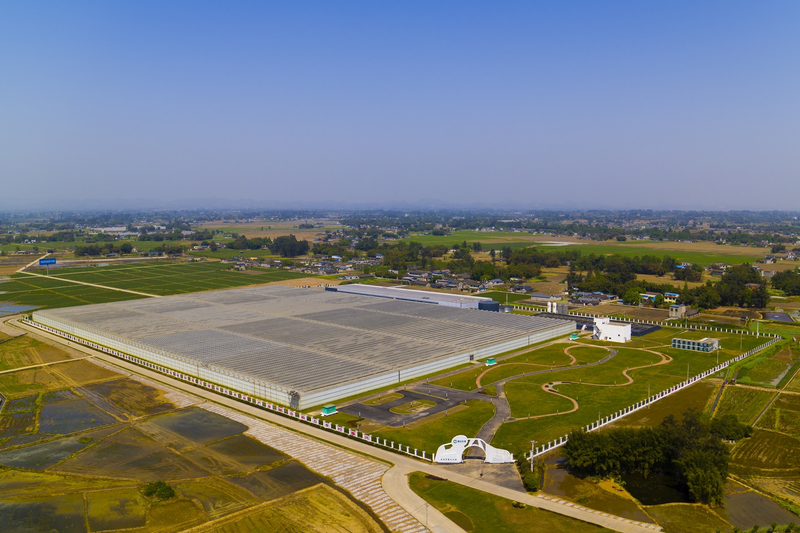 Intellectual glass greenhouse tomato production   glass greenhouse soilless tomato cultivation   tomato cultivation