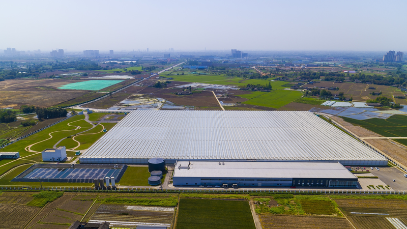 Glass greenhouse earthless tomato cultivation   tomato cultivation   smart earthless glass glass greenhouse tomato production