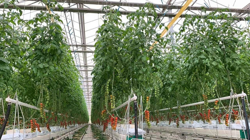 Tomato production techniques &mdash; glass greenhouses non-earthed tomato cultivation &mdash; smart non-earthed glass greenhouses production