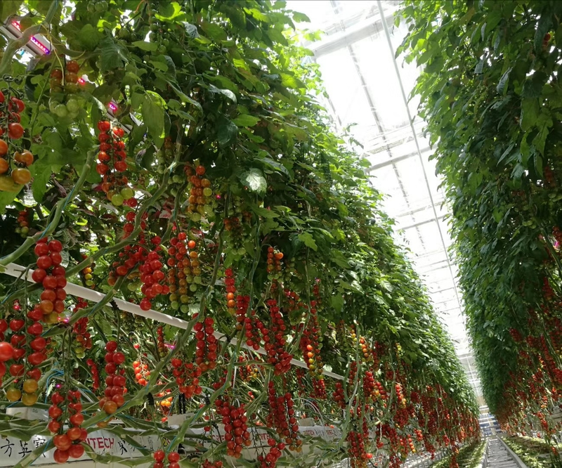 Smart earthless glass greenhouse tomato production   tomato cultivation technology   a glass greenhouse with no earth-planting technology for tomato cultivation