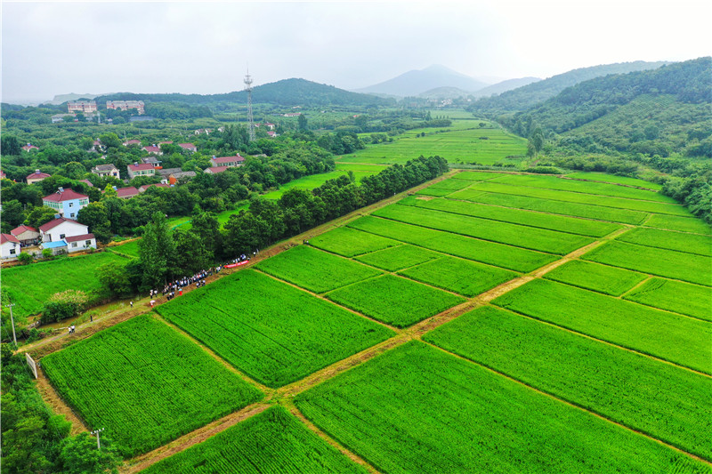 Organic rice cultivation - zhao yaf