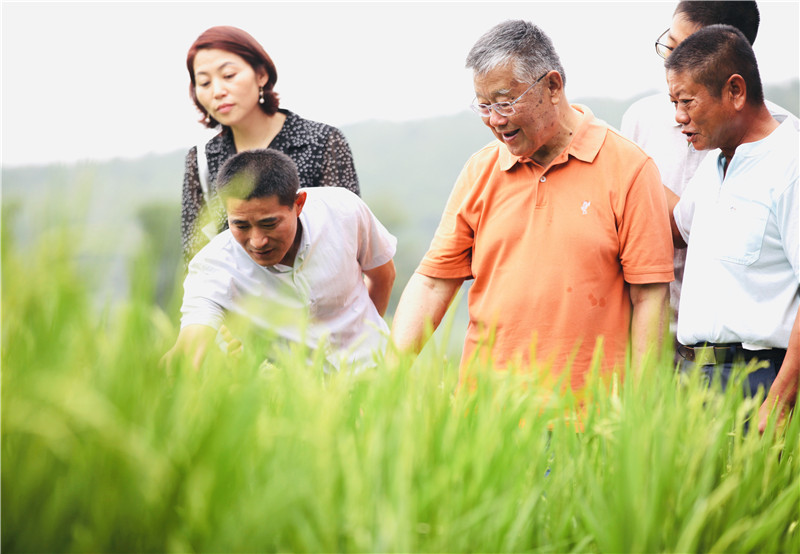 Organic rice cultivation - zhao yaf