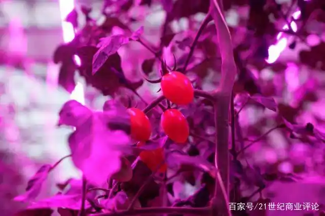 Tomato growing technology - new farmer science and technology development - multi-agricultural science and technology competition