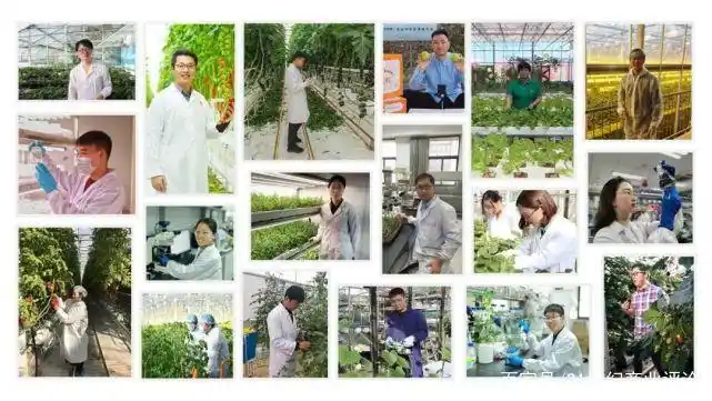 Tomato production technology &mdash; multi-scale agro-technology competition &mdash; new farmer technology and agricultural development