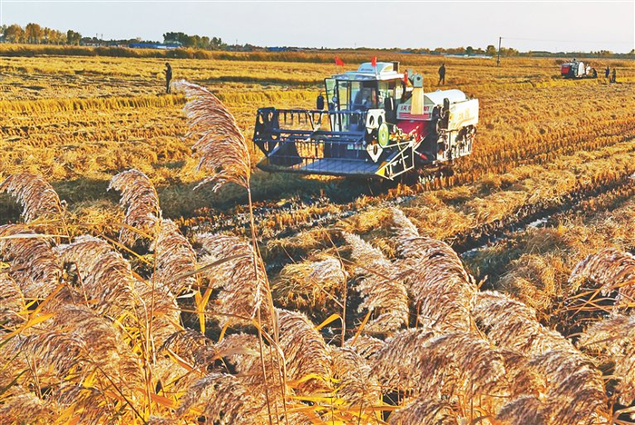 High-end organic rice production and marketing   north wild thai farm organic rice cultivation base   organic rice cultivation techniques