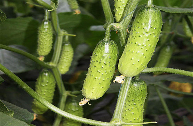 Fruit cucumber cultivation technology — cucumber fruit cultivation technology video — fruit cucumber cultivation