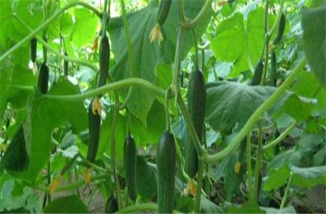 Fruit cucumber cultivation technology — fruit cucumber cultivation — cucumber fruit cultivation technology video