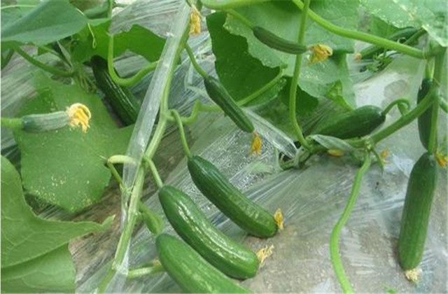 Video of cucumber fruit cultivation — fruit cucumber cultivation — fruit cucumber cultivation techniques