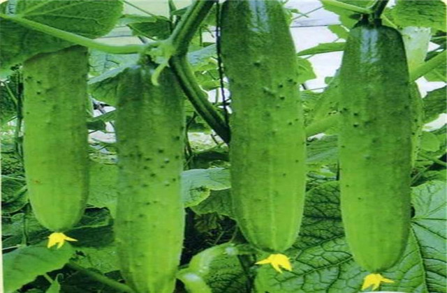 Fruit cucumber cultivation technology — fruit cucumber cultivation — cucumber fruit cultivation technology video