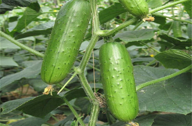 Fruit cucumber cultivation — video on cucumber fruit cultivation — fruit cucumber cultivation techniques