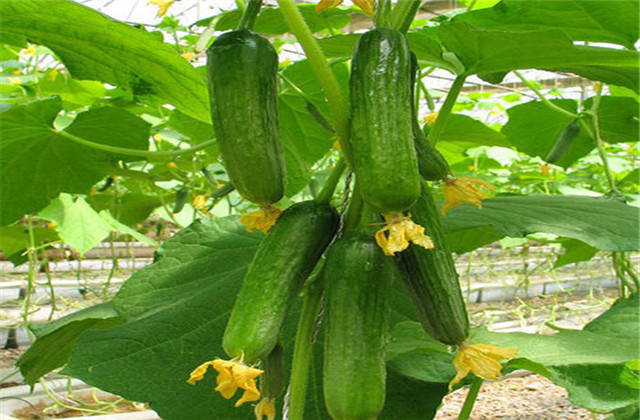 Fruit cucumber cultivation technology — cucumber fruit cultivation technology video — fruit cucumber cultivation