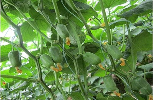 Fruit cucumber cultivation technology — fruit cucumber cultivation — cucumber fruit cultivation technology video