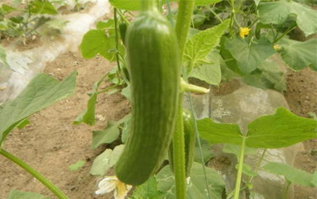 Video of cucumber fruit cultivation technology — fruit cucumber cultivation technology — fruit cucumber cultivation