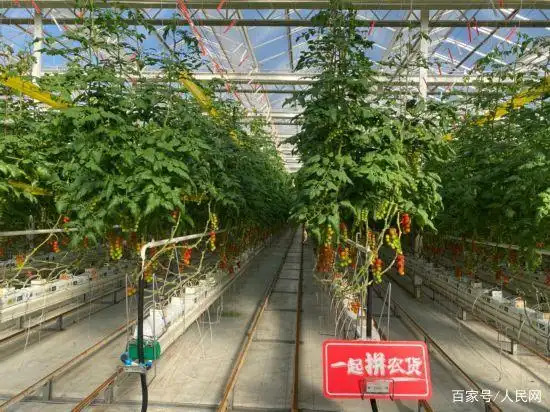 Three steps for tomato cultivation - tomato technology video - tomato production technology