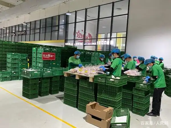 Tomato production technology — tomato technology video — three steps in tomato cultivation