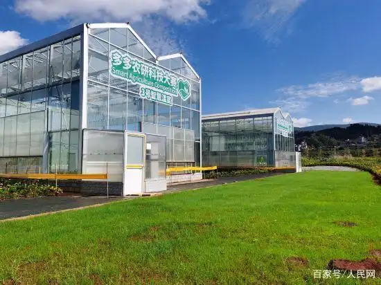 Tomato technology video - three steps for tomato cultivation - tomato cultivation technology