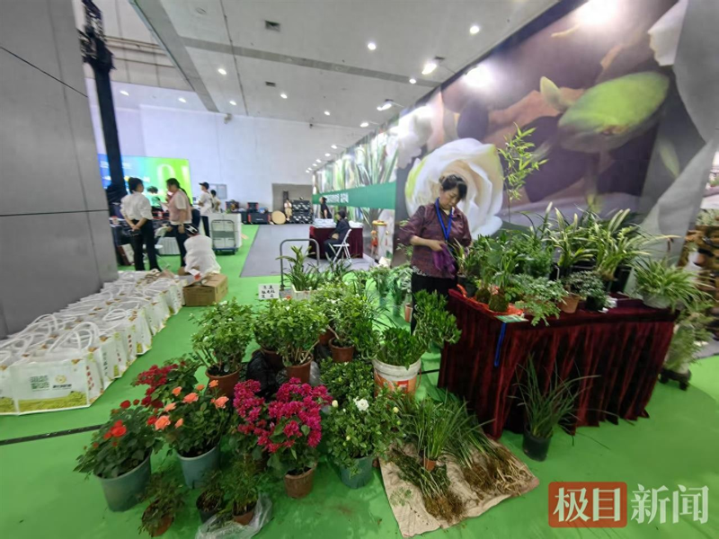 Technology and management of cucumber fruit cultivation — video of cucumber fruit cultivation — fruit cucumber cultivation technology