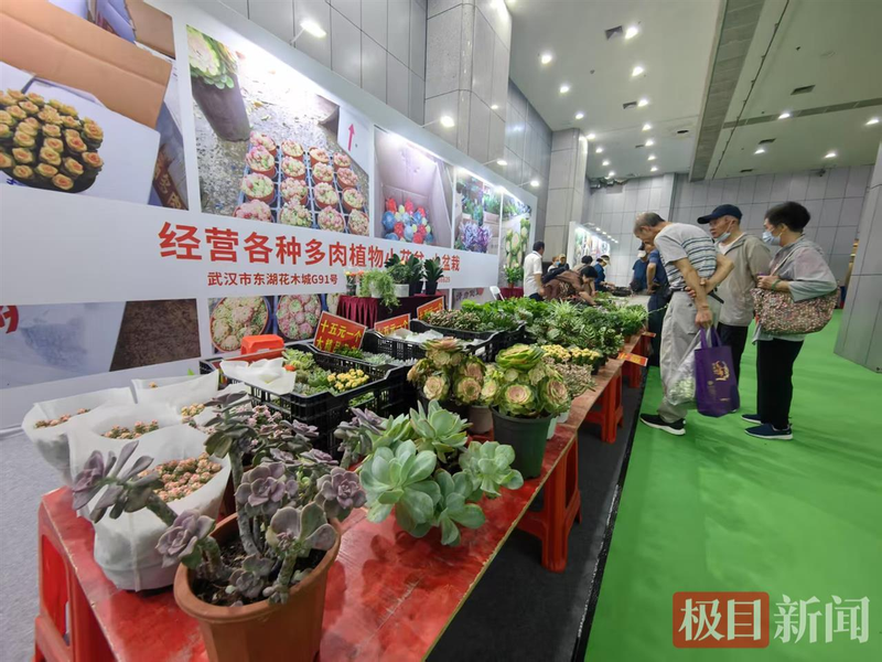 Video of cucumber fruit cultivation technology — fruit cucumber cultivation technology and management