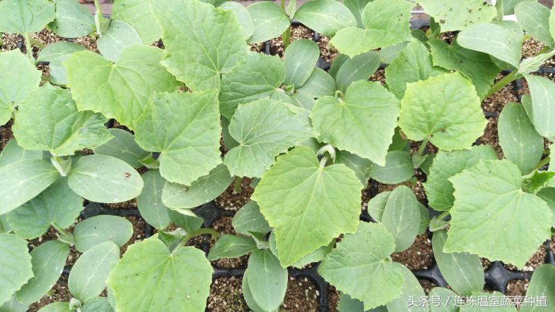 Dutch fruit cucumber hydroponic technology &mdash; cucumber cultivation method &mdash; cucumber cultivation technology