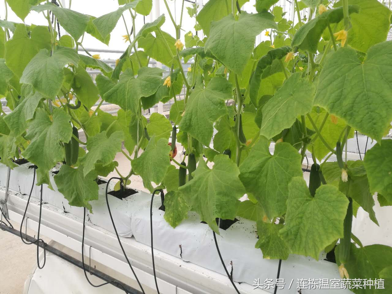 Fruit cucumber cultivation technology &mdash; cucumber cultivation method &mdash; dutch fruit cucumber water preparation technology