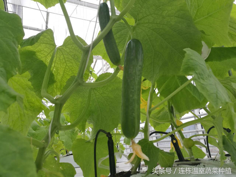 Coconut-planting cucumber method &mdash; fruit cucumber cultivation technology &mdash; dutch fruit cucumber water preparation technology