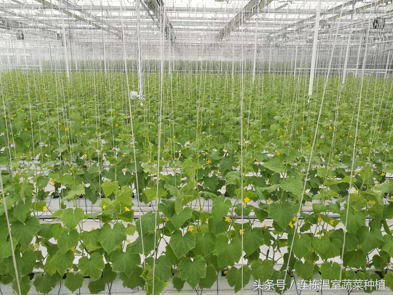 Fruit cucumber cultivation technology &mdash; cucumber cultivation method &mdash; dutch fruit cucumber water preparation technology