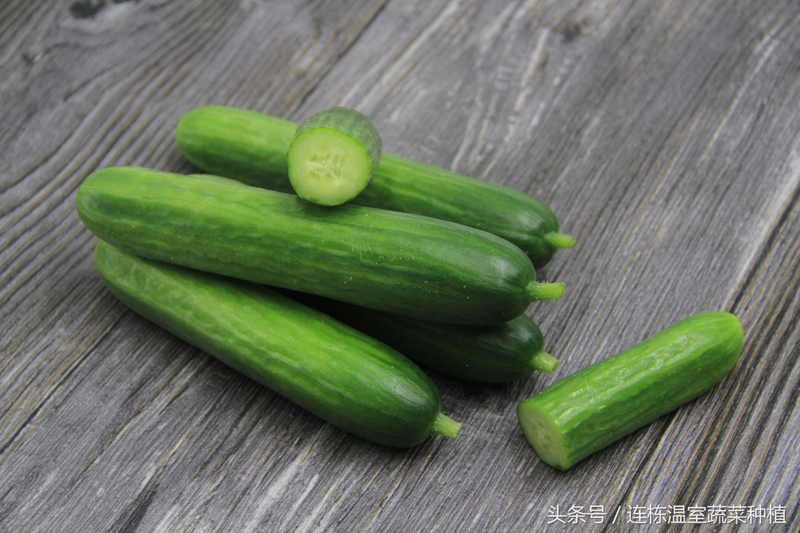Dutch fruit cucumber hydroponic technology &mdash; cucumber cultivation method &mdash; cucumber cultivation technology