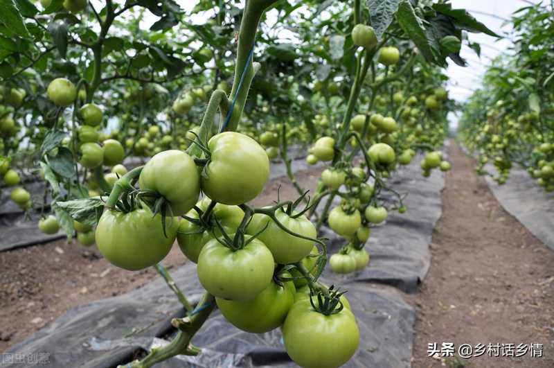 High-yielding techniques for cucumber tomato and soybeans — fruit cucumber cultivation — cucumber tomato and soybeans cultivation management know-how