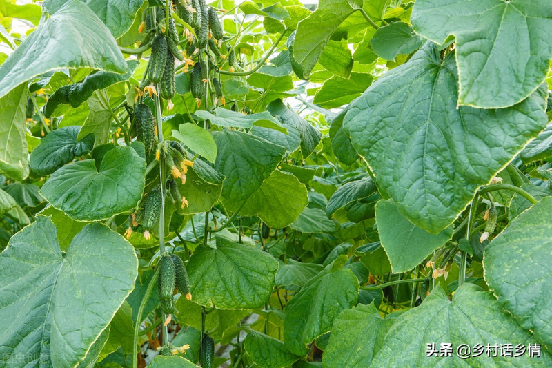 Cucumber tomato-fruit management know-how cucumber tomato-fruit high-yielding technique cucumber cucumber farming techniques