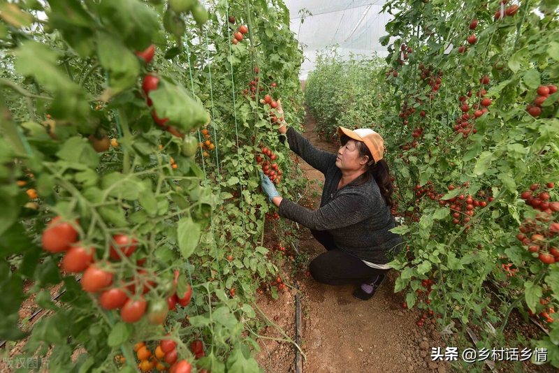 High-yielding techniques for the cultivation of cucumber tomatoes and beans