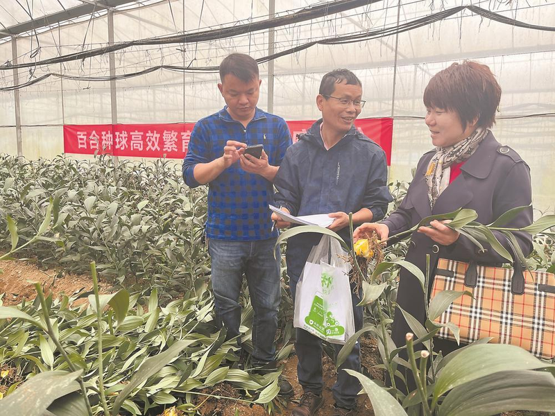 Hours and methods of lilies lilies what about lilies