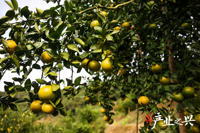 Deguingung has a long history and excellent quality. In conjunction with the local government and the fruit-farming industry, the de gyongung park of bequeu has taken on the important task of rehabilitating the logging industry. Photographer/yen yuming, wu jun, zhang jian
