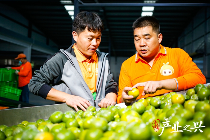 Zhao zhou, the general manager of the de gyongung log industrial park of bequeu, and his colleagues, will automatically screen the fruit in the kung. Photographer/yen yuming, wu jun, zhang jian