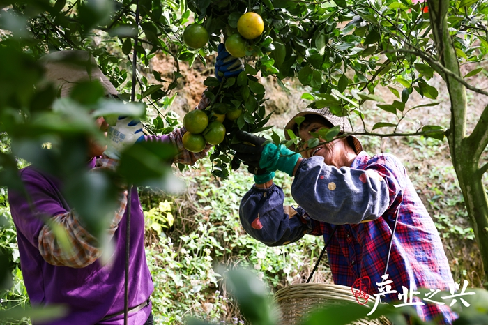 In a compost in the village of marjorie, dekinge county, the fruit farmers are gathering the compost. Photographer/yen yuming, wu jun, zhang jian