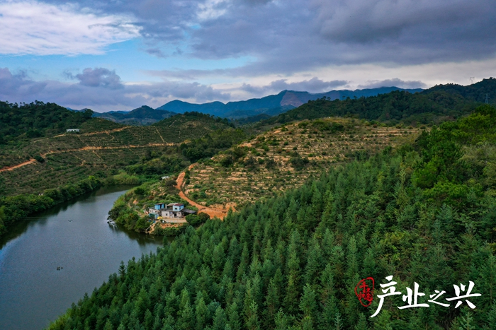Chen shui-hian's kim fai farm clean water show. At the end of 2021, 120 acres of cologne had harvested more than 90,000 pounds of quality. Photographer/yen yuming, wu jun, zhang jian