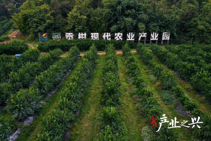 It's a good harvest season. Photographer/yen yuming, wu jun, zhang jian